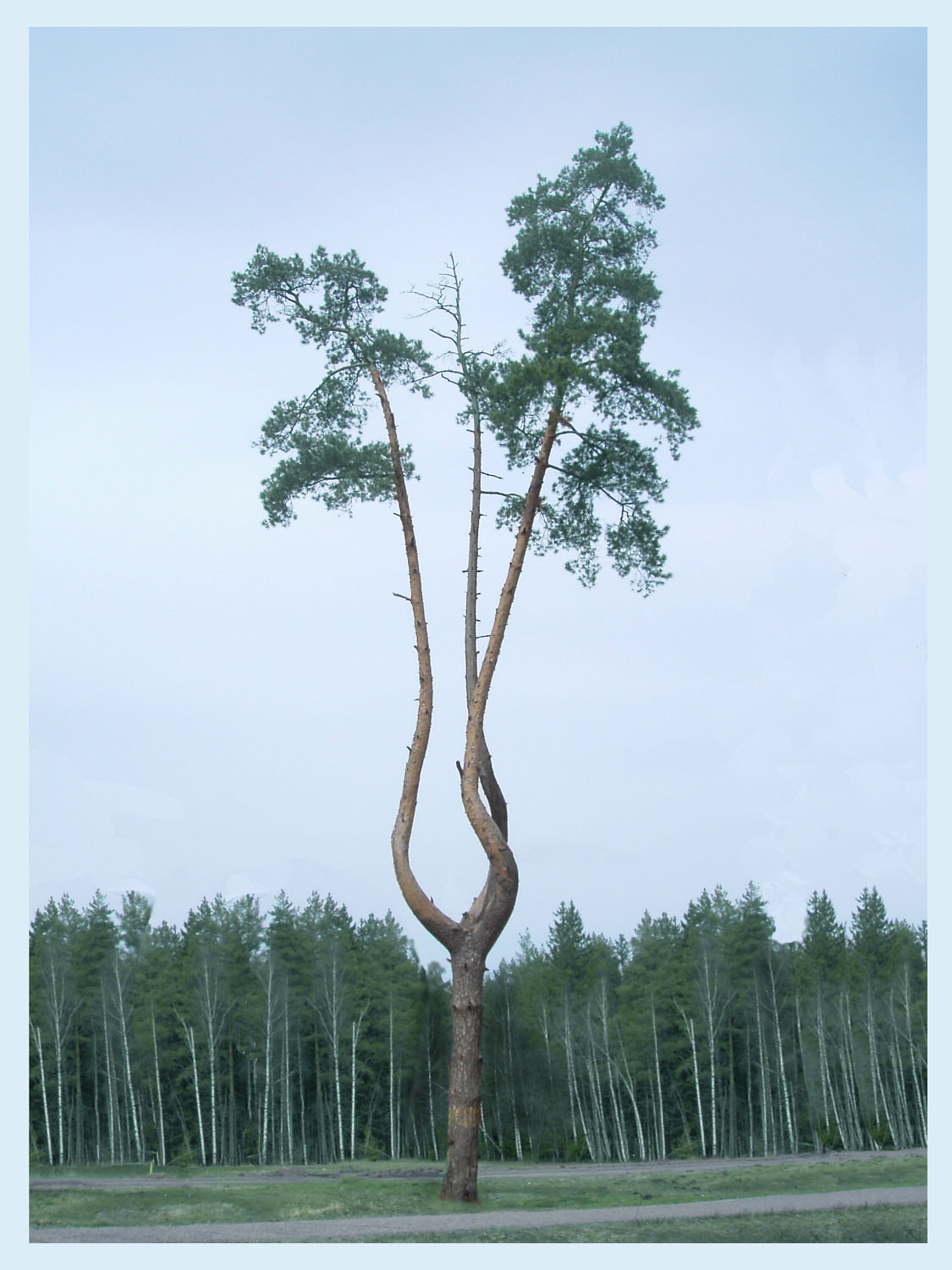Сосёнка