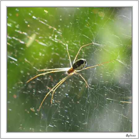 Пауки : Neriene radiata
