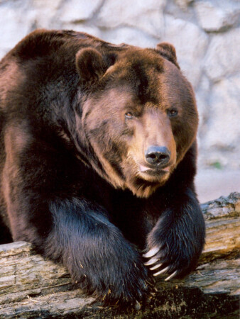 Меня в этом зоопарке кормить сегодня будут?