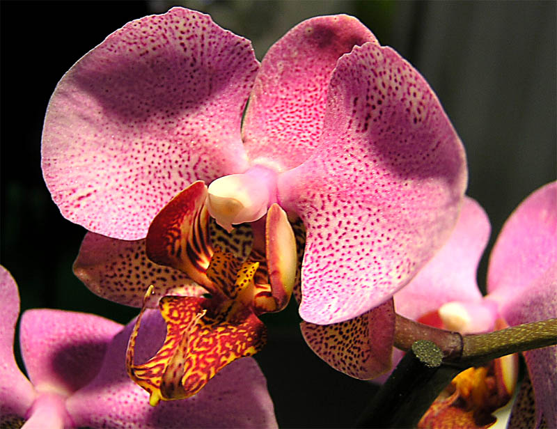 beauty pink