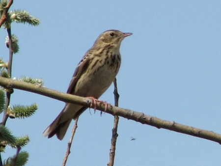 Весна пришла