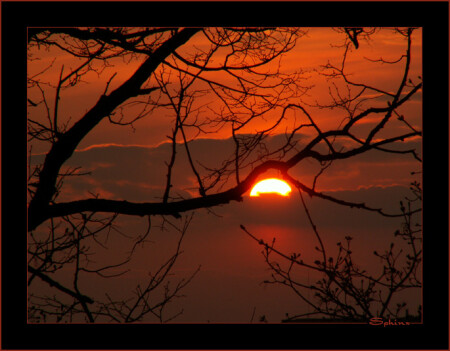 Закат сквозь ветки. версия 2.