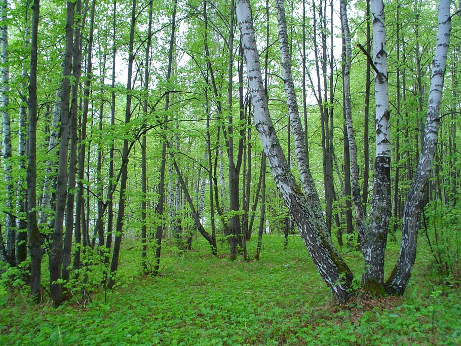 Весенние краски