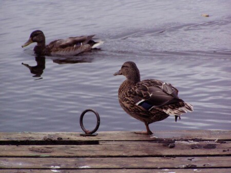 из жизни водоплавающих