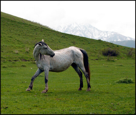 Жизнь хороша и жить хорошо