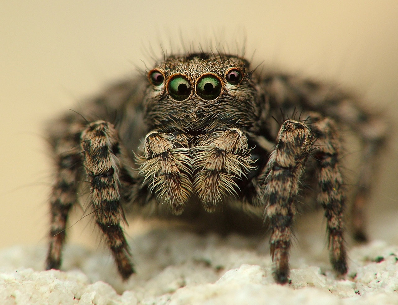 Salticidae паук - добряк.