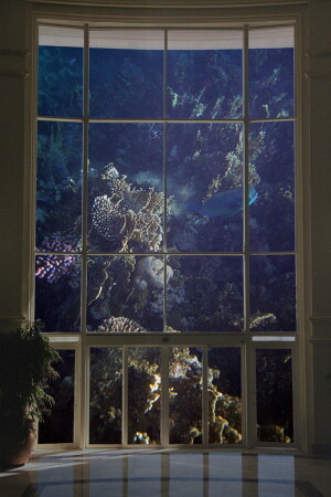 Из дневников капитана Немо