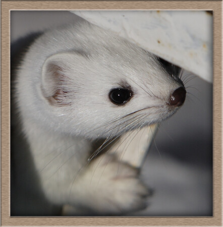 Так, а рыбку кто обещал?