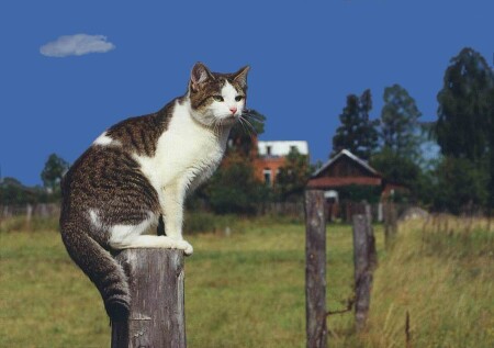 На своем участке