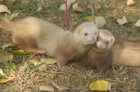 &quot;Всесте мы едины!&quot;