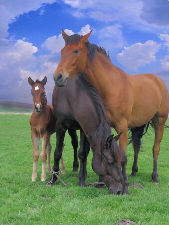 Tato - Mama i Sinok...