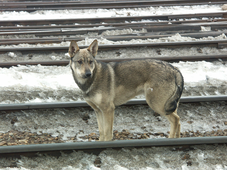 dog on rail-way