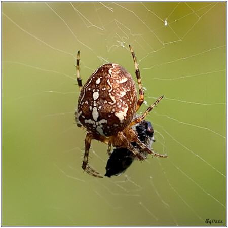 Пауки - Araneus diadematus (Female)