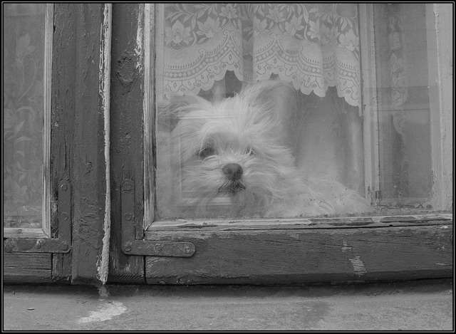 Street watcher