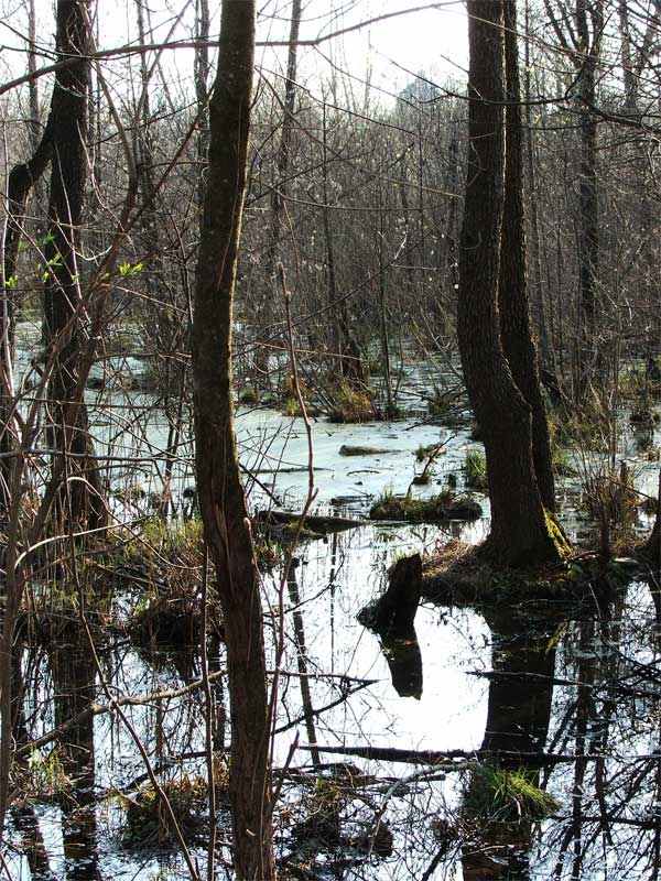 Вода и ветки