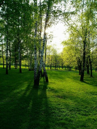 Первая зелень!