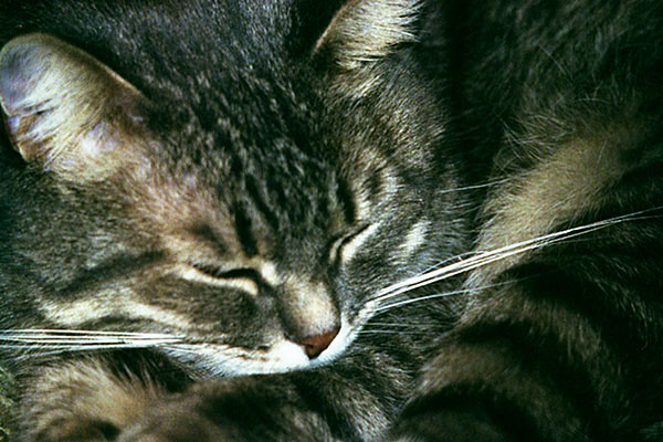 Кот
