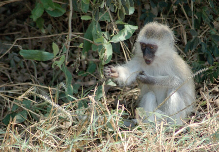 Пода-а-йте. Дя-я-денька.