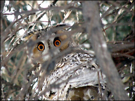 Winter fairy-tale with small owl