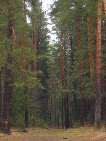 весенние сосны