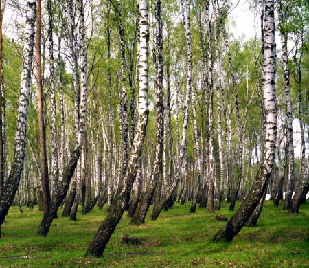 Весна в роще падающих берез
