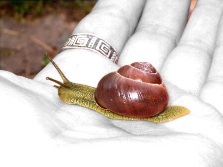 чувствуя природу