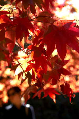 осенняя палитра 2