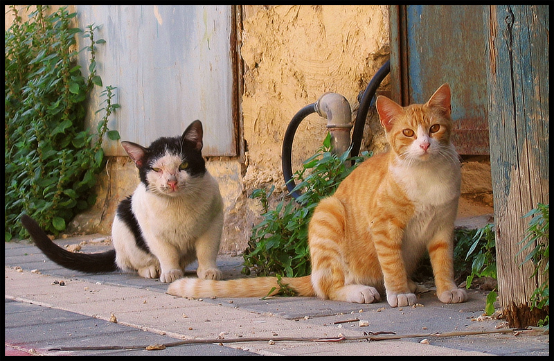 Домашний &amp; Бездомный