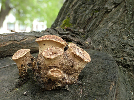 Первый гриб комом