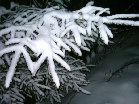 Еловая лапа