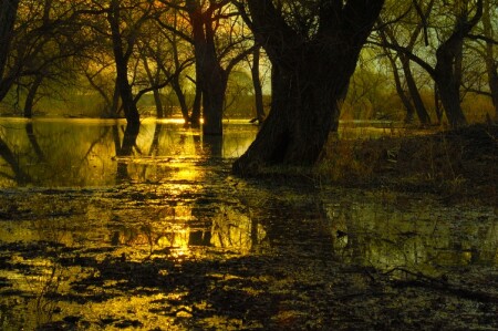 The Golden dawning...