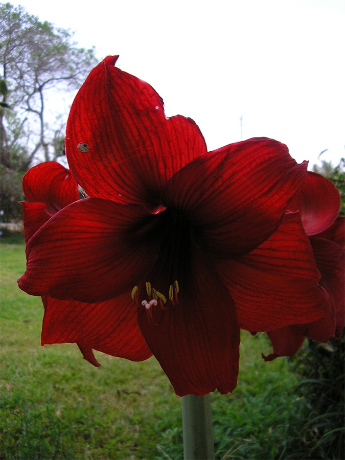 flower