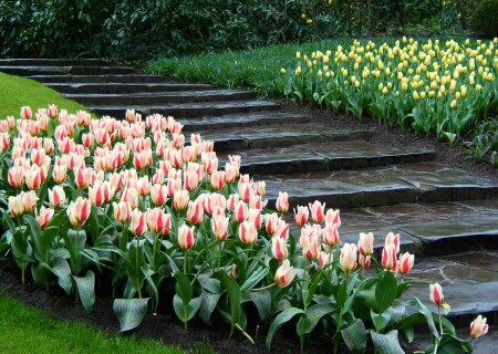 Keukenhof #3