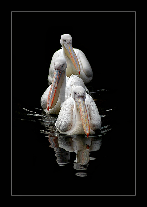 On a black mirror of water.