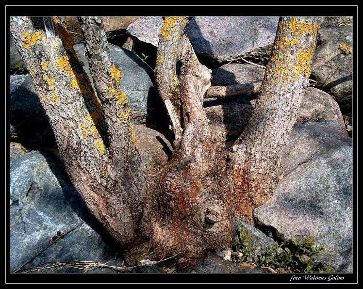 Корень жизни.