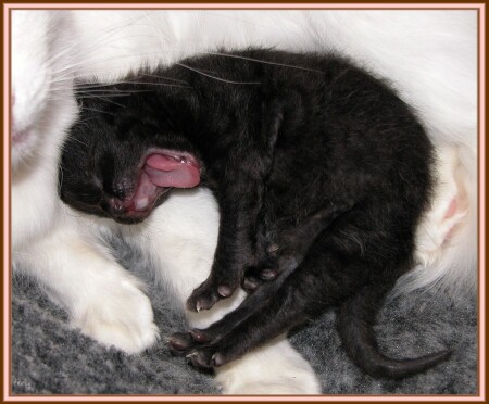 Сладкий сон