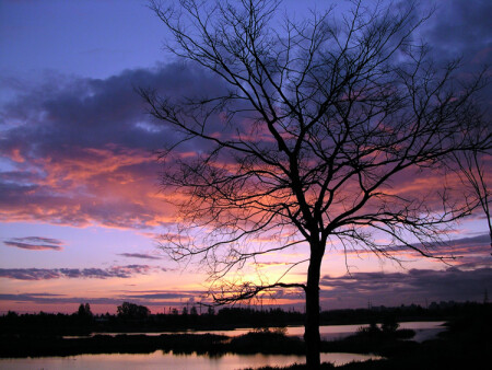 В весну возвратились не все...