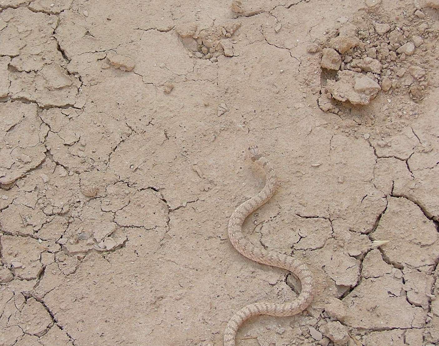 moia zemlia