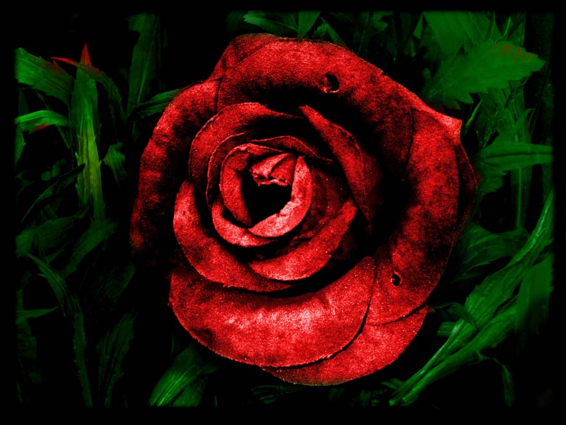 Blood dead flower