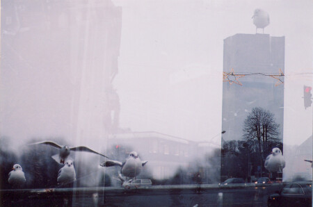 городские чайки