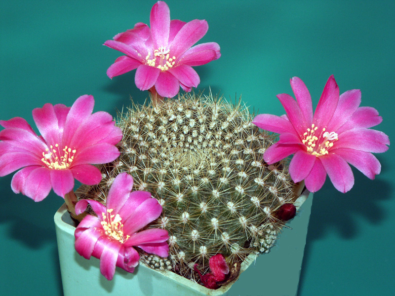 Rebutia carminea Buin syn. Rebutia violaciflora var. knuthiana (Backbg) Don