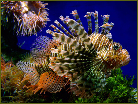 Pterois Volitans *** 1