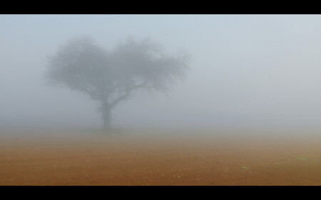 Old Tree in the Fog