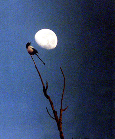 The Dark Side of the Moon