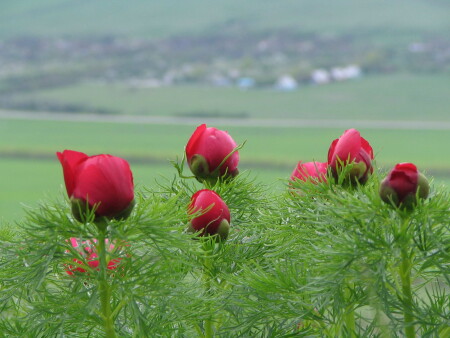 Горные пионы