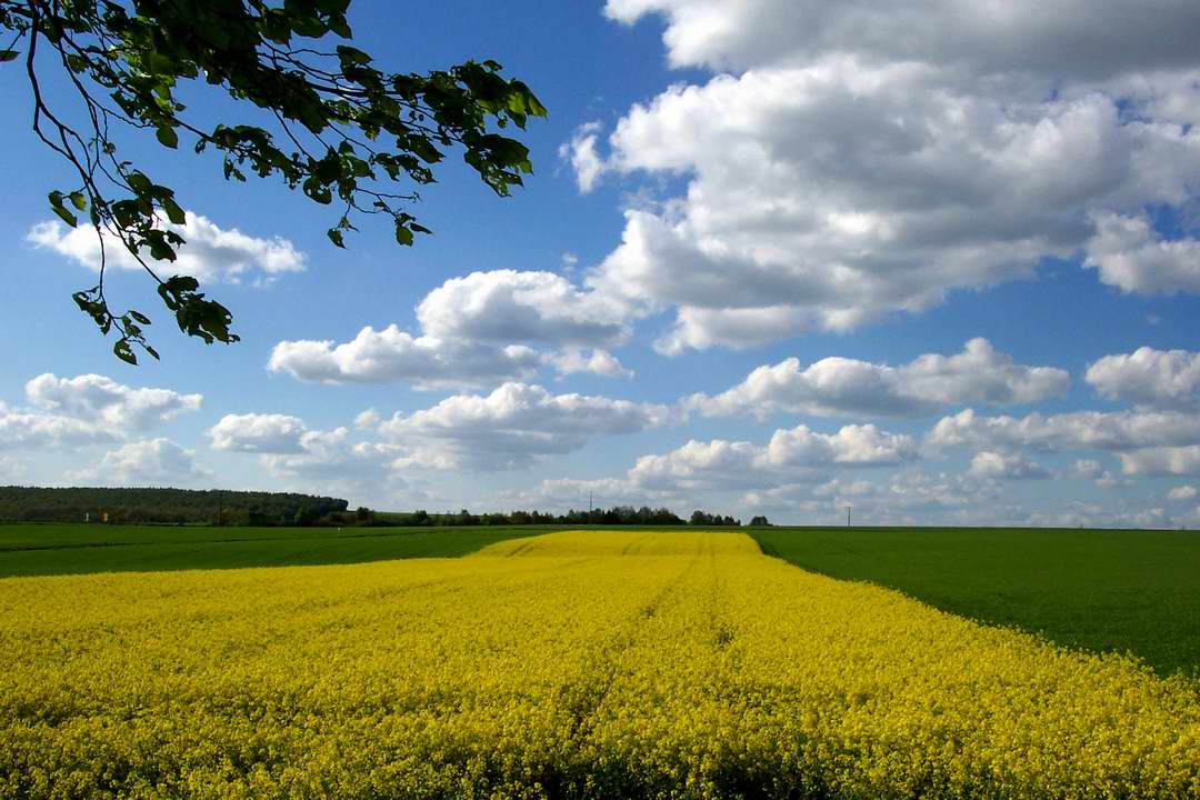 Yellow river