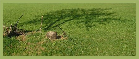 быть деревом - это...