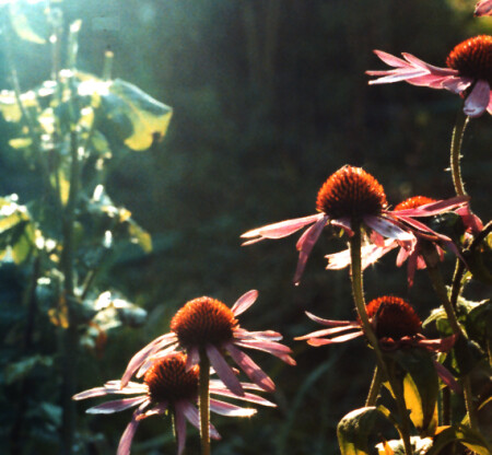 Вот только луч взошел над лесом