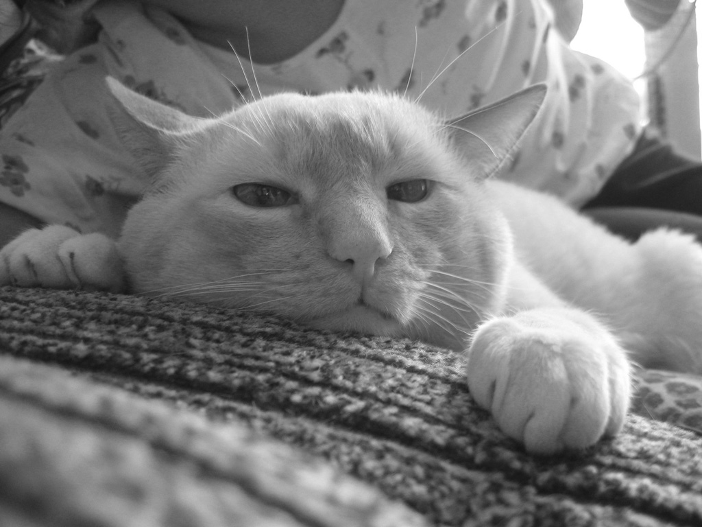 Флегма кошачая