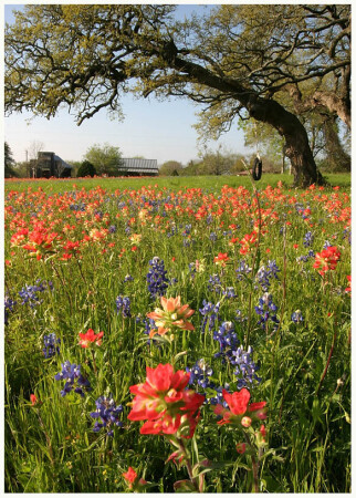 Bluebonnet time